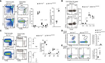 A Bcl11bN797K variant isolated from an immunodeficient patient inhibits early thymocyte development in mice